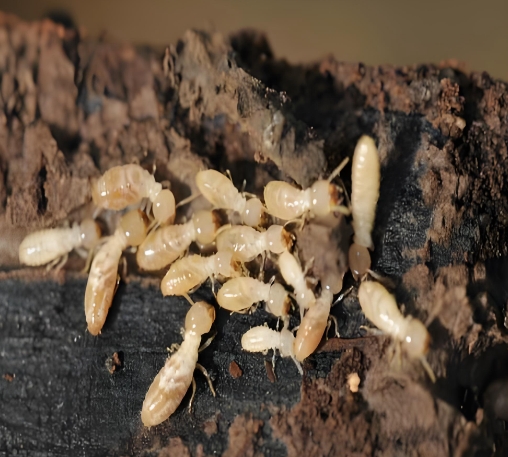 白蚁对环境条件选择和适应