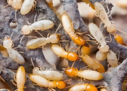 家白蚁 (2) 家白蚁 (2)