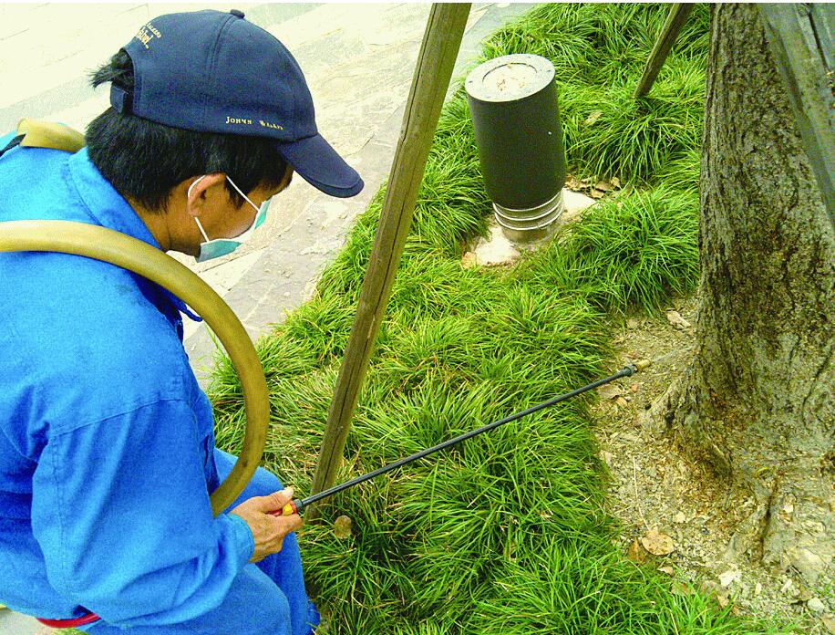 白蚁侵蚀大树,大树压坏两辆小轿车